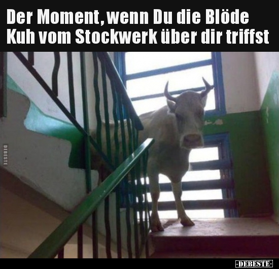 Der Moment, wenn Du die Blöde Kuh vom Stockwerk über dir.. - Lustige Bilder | DEBESTE.de