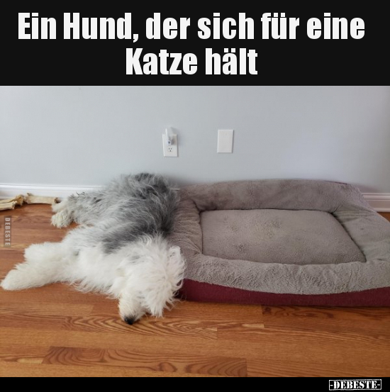 Ein Hund, der sich für eine Katze hält.. - Lustige Bilder | DEBESTE.de