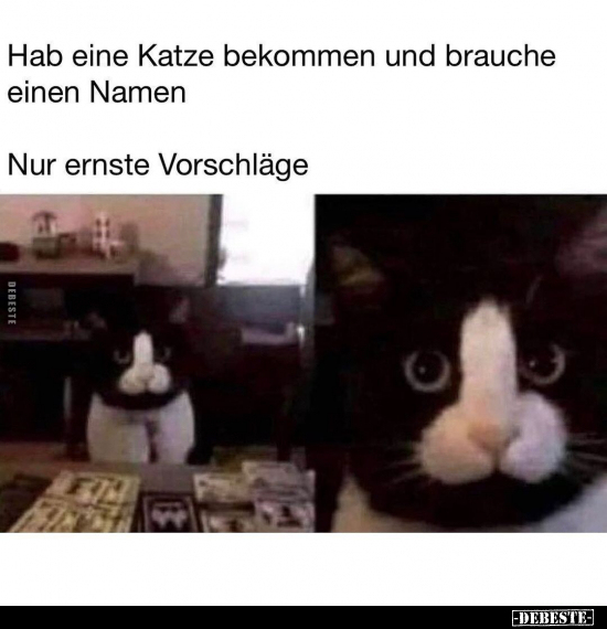 Hab eine Katze bekommen und brauche einen Namen Nur ernste.. - Lustige Bilder | DEBESTE.de