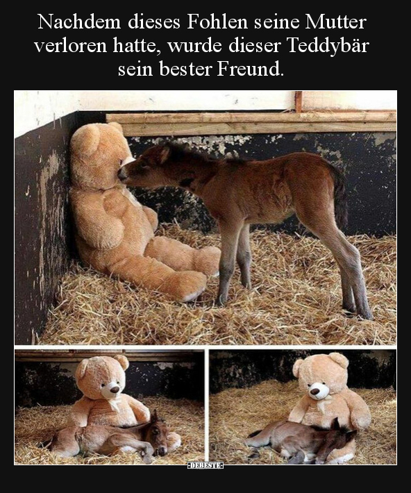 Nachdem dieses Fohlen seine Mutter verloren hatte, wurde.. - Lustige Bilder | DEBESTE.de