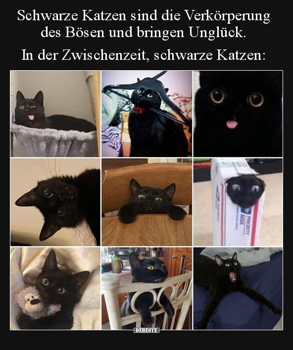 Schwarze Katzen sind die Verkörperung des Bösen und bringen.. - Lustige Bilder | DEBESTE.de