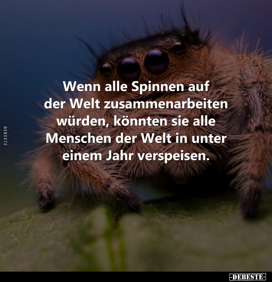 Wenn alle Spinnen auf der Welt zusammenarbeiten würden.. - Lustige Bilder | DEBESTE.de