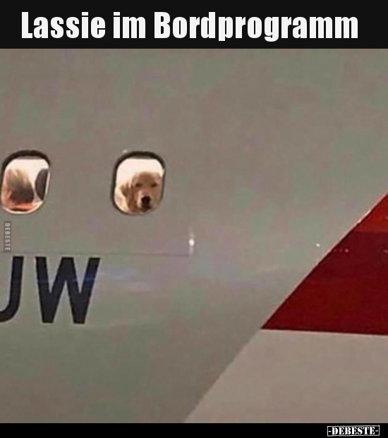 Lassie im Bordprogramm.. - Lustige Bilder | DEBESTE.de