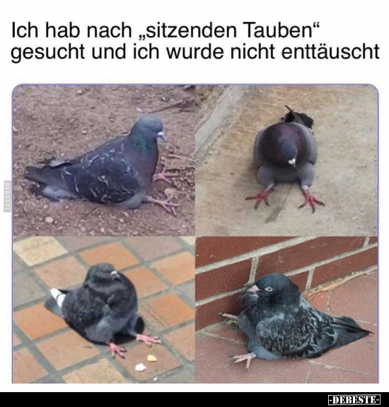 Ich hab nach "sitzenden Tauben" gesucht und ich wurde nicht.. - Lustige Bilder | DEBESTE.de