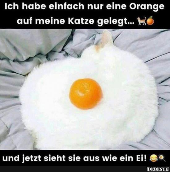 Ich habe einfach nur eine Orange auf meine Katze gelegt.. - Lustige Bilder | DEBESTE.de
