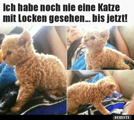 Ich habe noch nie eine Katze mit Locken gesehen.. - Lustige Bilder | DEBESTE.de