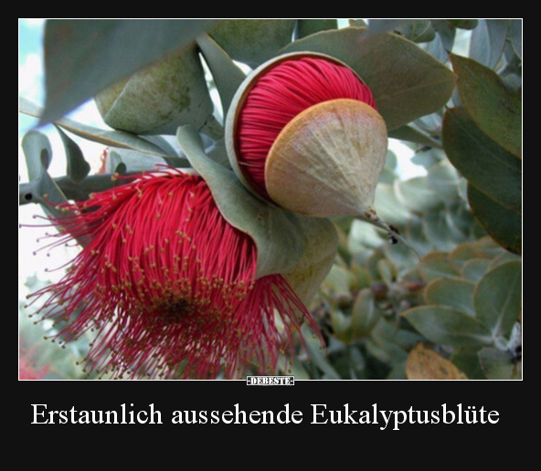 Erstaunlich aussehende Eukalyptusblüte.. - Lustige Bilder | DEBESTE.de