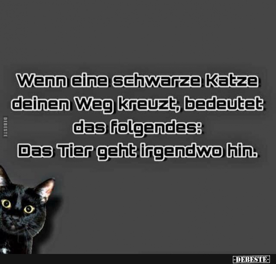 Wenn eine schwarze Katze deinen Weg kreuzt.. - Lustige Bilder | DEBESTE.de
