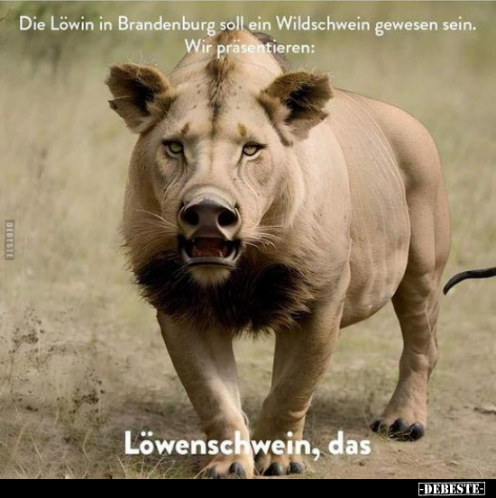 Die Löwin in Brandenburg soll ein Wildschwein.. - Lustige Bilder | DEBESTE.de