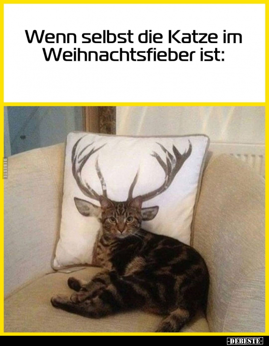 Wenn selbst die Katze im Weihnachtsfieber ist.. - Lustige Bilder | DEBESTE.de