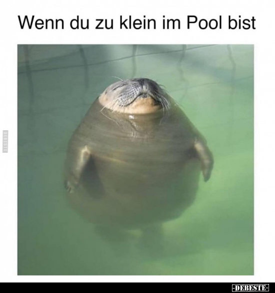 Wenn du zu klein im Pool bist.. - Lustige Bilder | DEBESTE.de