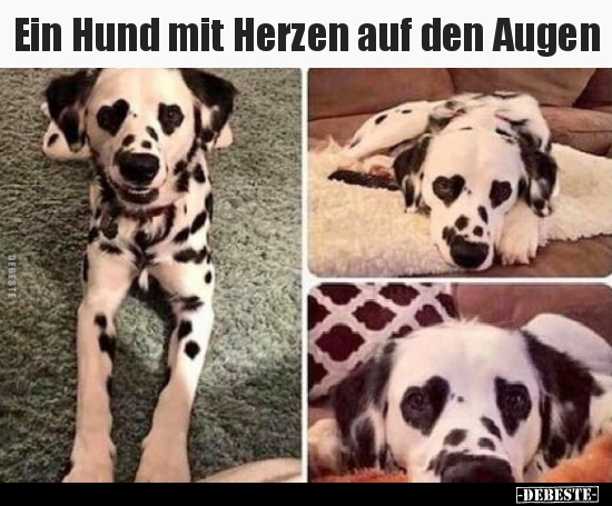 Ein Hund mit Herzen auf den Augen.. - Lustige Bilder | DEBESTE.de