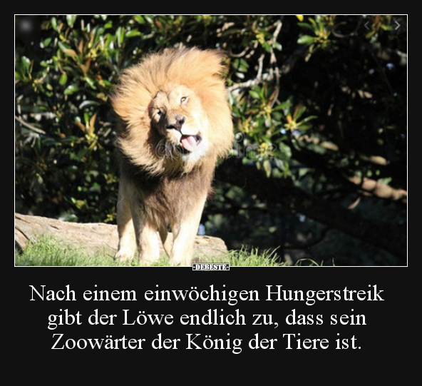 Nach einem einwöchigen Hungerstreik gibt der Löwe endlich.. - Lustige Bilder | DEBESTE.de