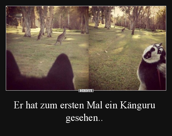 Er hat zum ersten Mal ein Känguru gesehen.. - Lustige Bilder | DEBESTE.de