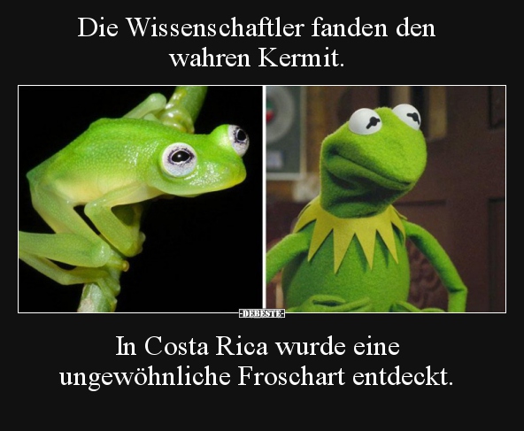 Die Wissenschaftler fanden den wahren Kermit... - Lustige Bilder | DEBESTE.de