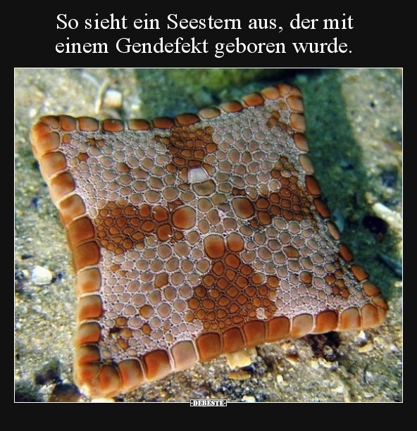 So sieht ein Seestern aus, der mit einem Gendefekt geboren.. - Lustige Bilder | DEBESTE.de
