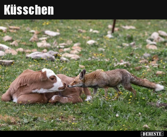 Küsschen.. - Lustige Bilder | DEBESTE.de