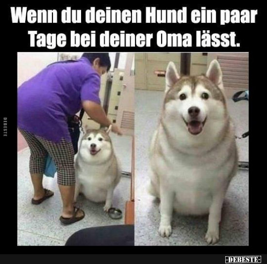 Wenn du deinen Hund ein Paar Tage bei deiner Oma lässt. - Lustige Bilder | DEBESTE.de