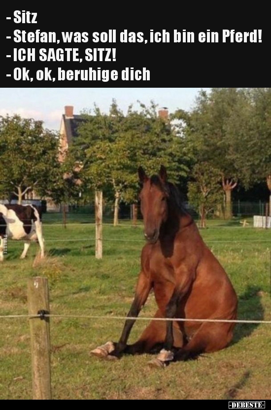 - Sitz - Stefan, was soll das, ich bin ein Pferd! - Lustige Bilder | DEBESTE.de
