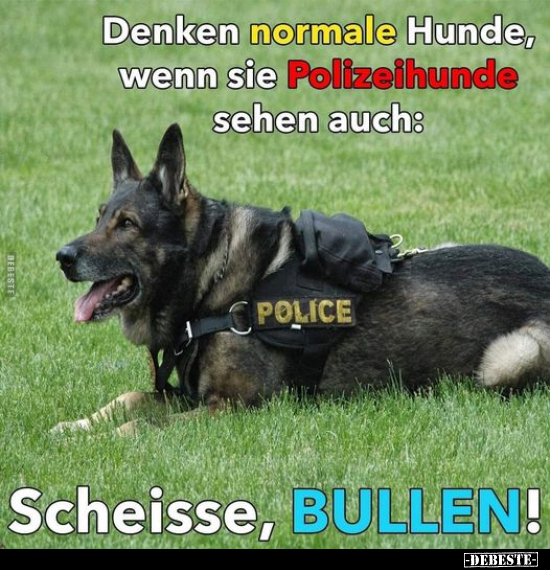 Denken normale Hunde, wenn.. - Lustige Bilder | DEBESTE.de