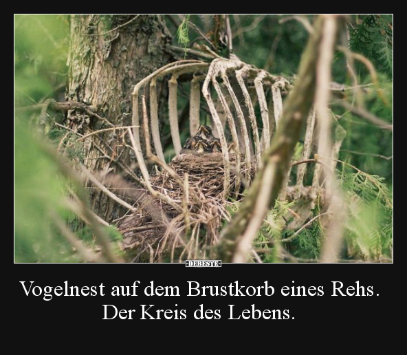 Vogelnest auf dem Brustkorb eines Rehs. Der Kreis des.. - Lustige Bilder | DEBESTE.de