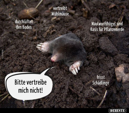 Bitte vertreibe mich nicht!.. - Lustige Bilder | DEBESTE.de