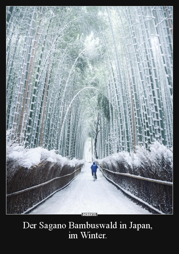 Der Sagano Bambuswald in Japan, im Winter... - Lustige Bilder | DEBESTE.de