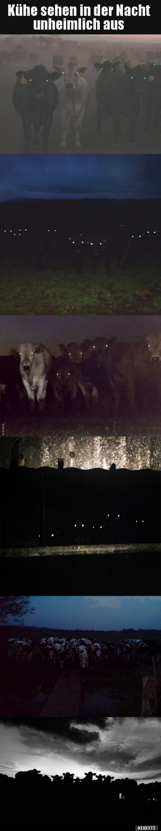 Kühe sehen in der Nacht unheimlich aus.. - Lustige Bilder | DEBESTE.de