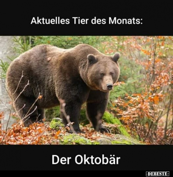 Aktuelles Tier des Monats.. - Lustige Bilder | DEBESTE.de