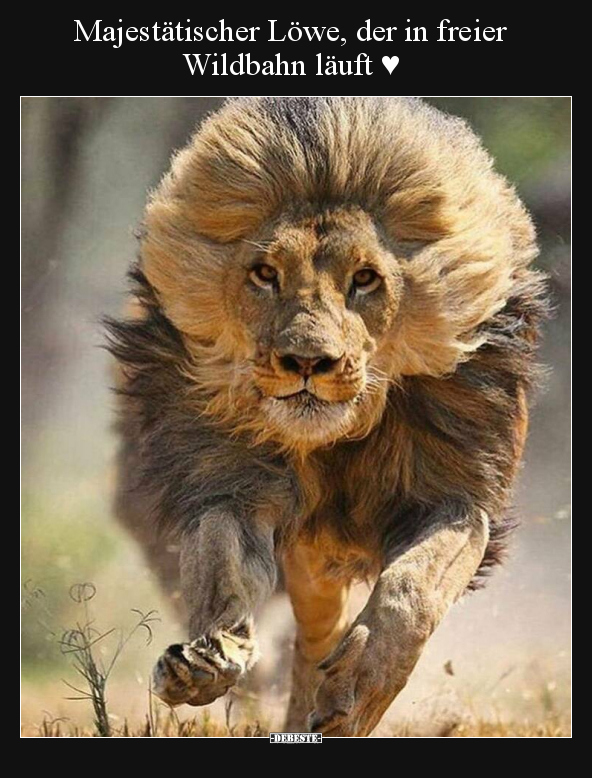 Majestätischer Löwe, der in freier Wildbahn läuft ♥.. - Lustige Bilder | DEBESTE.de