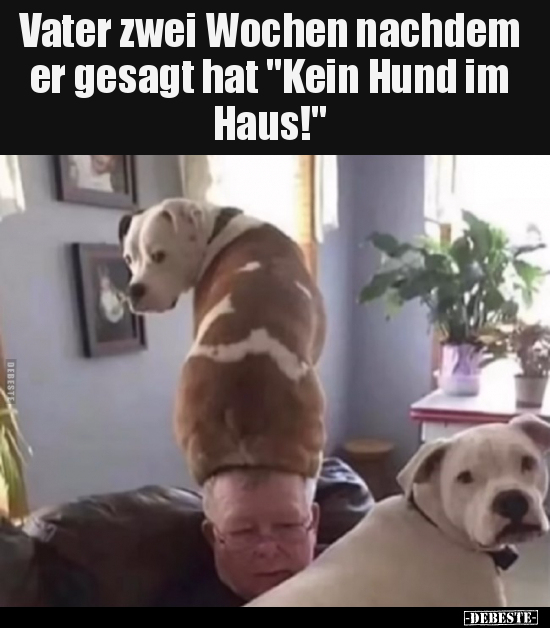 Vater zwei Wochen nachdem er gesagt hat "Kein Hund im.." - Lustige Bilder | DEBESTE.de