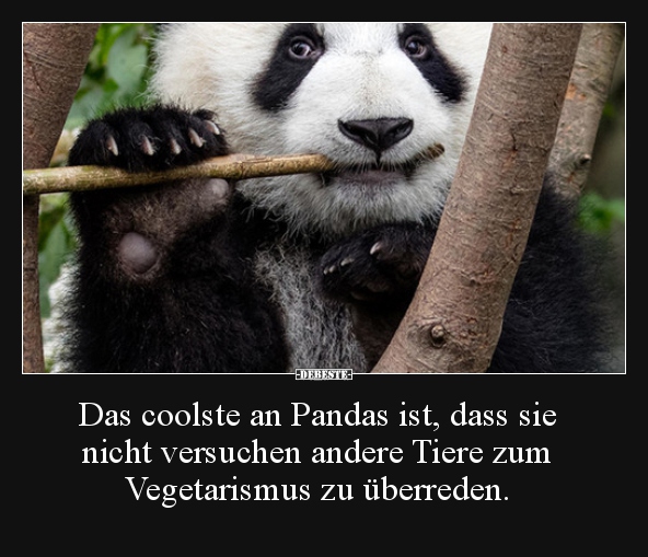 Das coolste an Pandas ist, dass sie nicht versuchen.. - Lustige Bilder | DEBESTE.de