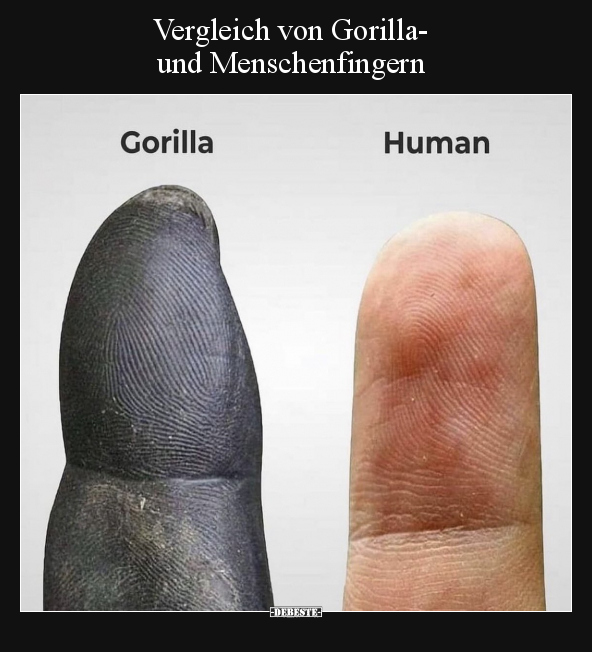 Vergleich von Gorilla- und Menschenfingern.. - Lustige Bilder | DEBESTE.de