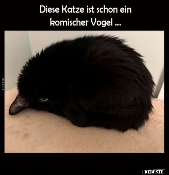 Diese Katze ist schon ein komischer Vogel.. - Lustige Bilder | DEBESTE.de