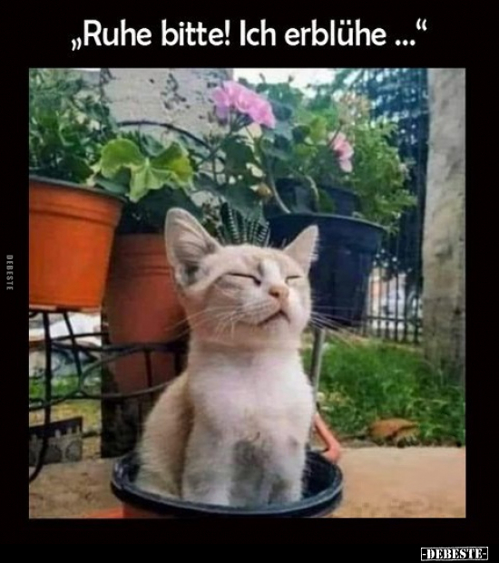 "Ruhe bitte! Ich erblühe...".. - Lustige Bilder | DEBESTE.de