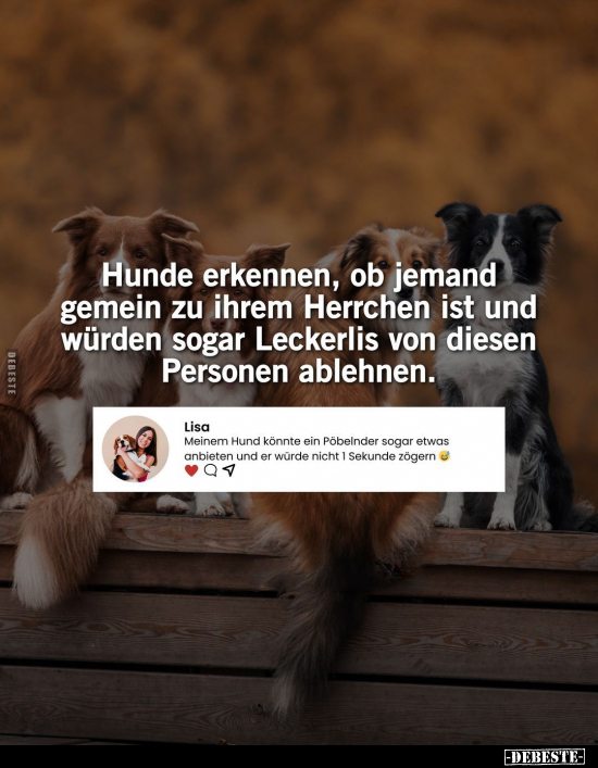 Hunde erkennen, ob jemand gemein zu ihrem Herrchen ist und.. - Lustige Bilder | DEBESTE.de