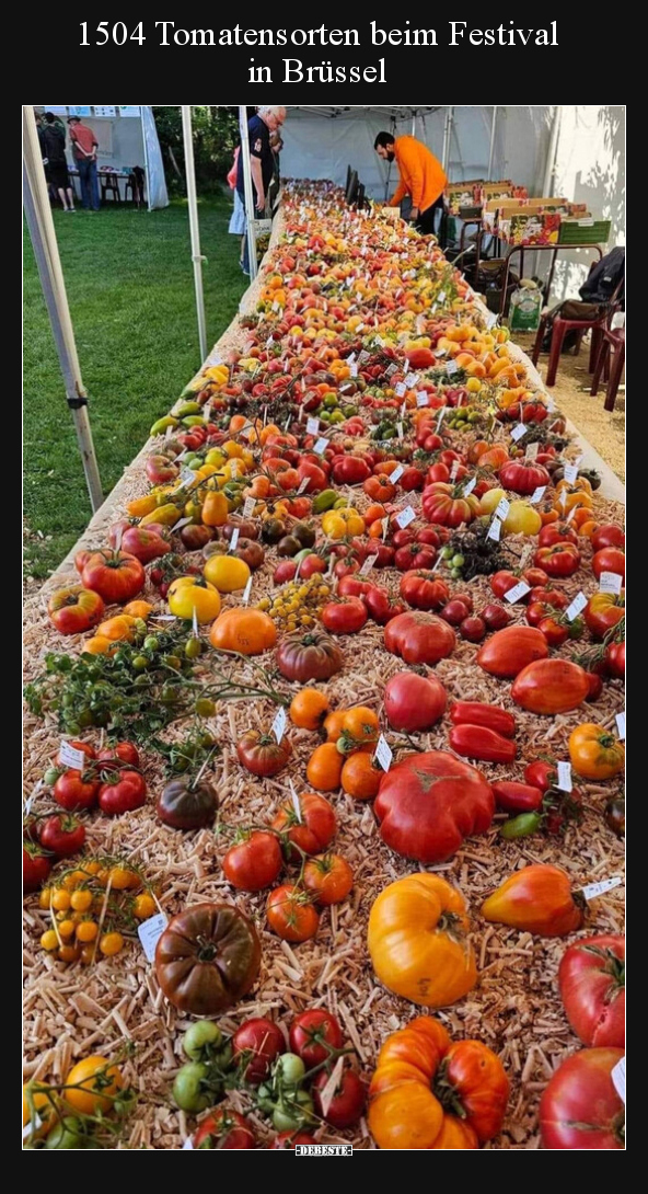 1504 Tomatensorten beim Festival in Brüssel.. - Lustige Bilder | DEBESTE.de