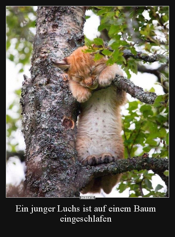 Ein junger Luchs ist auf einem Baum eingeschlafen.. - Lustige Bilder | DEBESTE.de