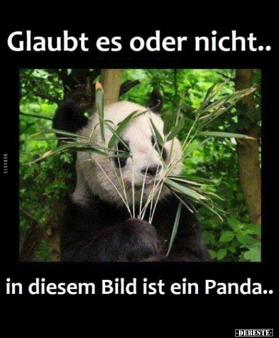 Glaubt es oder nicht.. in diesem Bild ist ein Panda.. - Lustige Bilder | DEBESTE.de