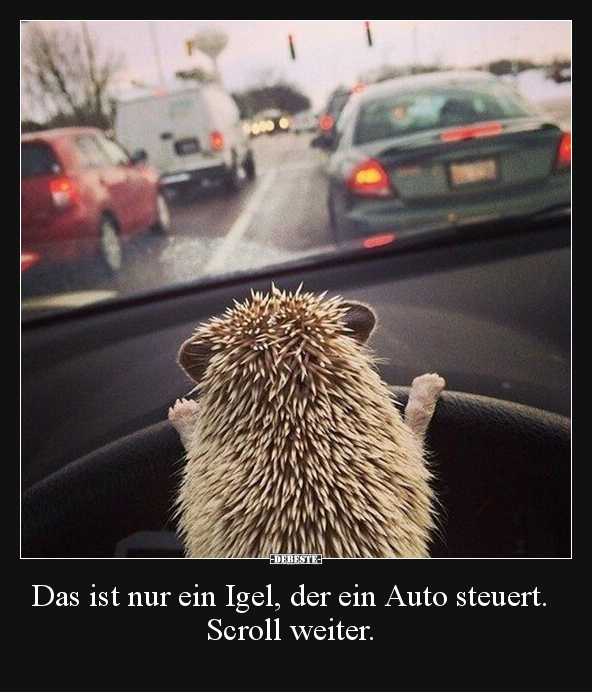 Das ist nur ein Igel, der ein Auto steuert. Scroll weiter... - Lustige Bilder | DEBESTE.de