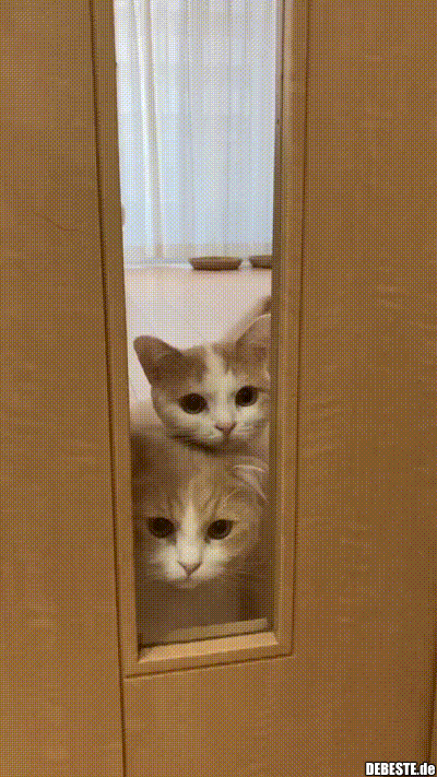 Neugierige Katzen.. - Lustige Bilder | DEBESTE.de