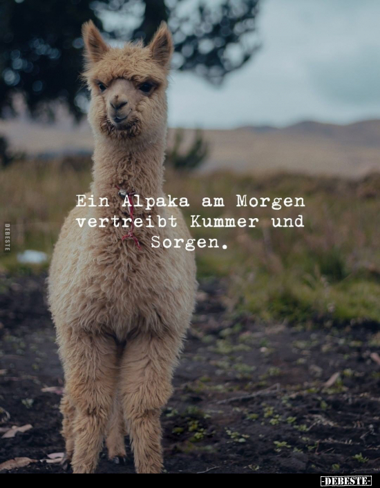 Ein Alpaka am Morgen vertreibt Kummer und Sorgen... - Lustige Bilder | DEBESTE.de