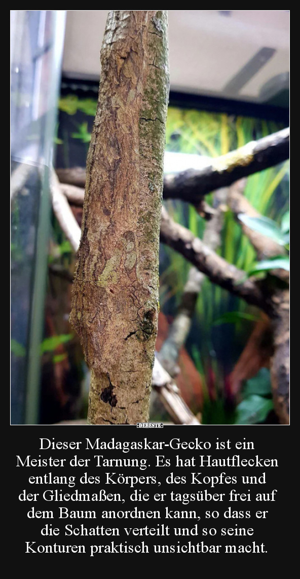 Dieser Madagaskar-Gecko ist ein Meister der Tarnung... - Lustige Bilder | DEBESTE.de