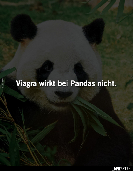 Viagra wirkt bei Pandas nicht... - Lustige Bilder | DEBESTE.de