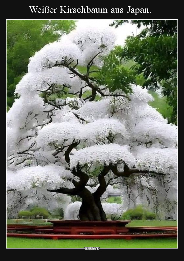 Weißer Kirschbaum aus Japan... - Lustige Bilder | DEBESTE.de