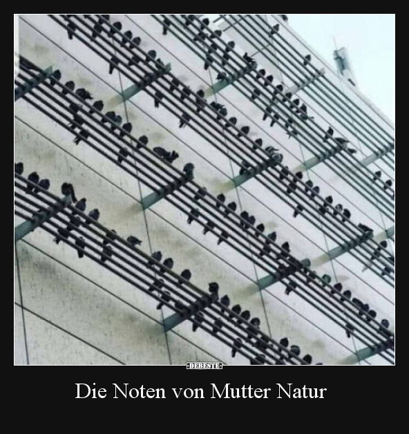 Die Noten von Mutter Natur.. - Lustige Bilder | DEBESTE.de