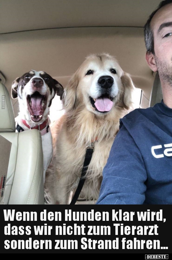 Wenn den Hunden klar wird, dass wir nicht zum Tierarzt.. - Lustige Bilder | DEBESTE.de