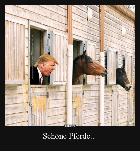 Schöne Pferde.. - Lustige Bilder | DEBESTE.de