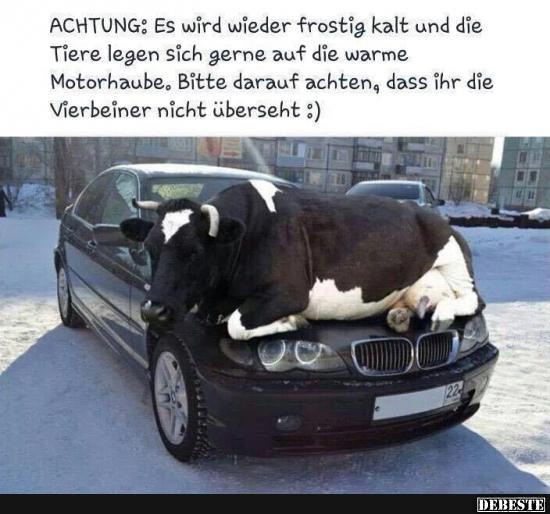 Achtung: Es wird wieder frostig kalt... - Lustige Bilder | DEBESTE.de