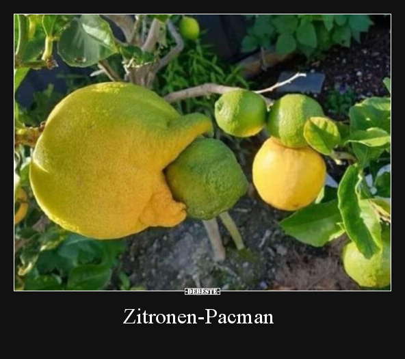 Zitronen-Pacman.. - Lustige Bilder | DEBESTE.de